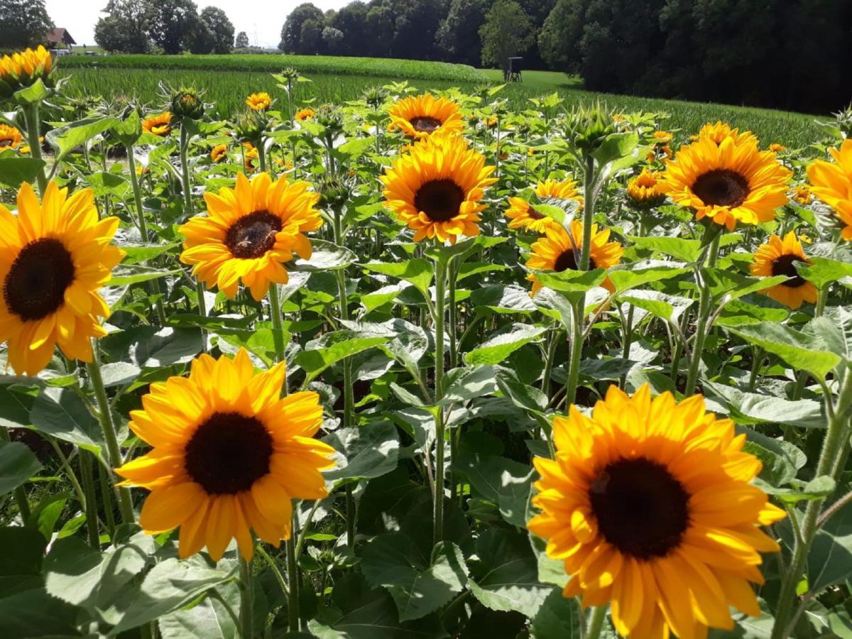 Bauernhof Sesterhenn Leichlingen Luaran gambar