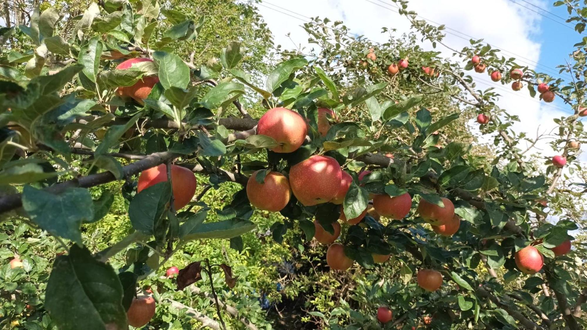 Bauernhof Sesterhenn Leichlingen Luaran gambar